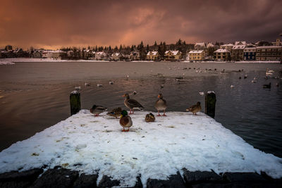 Ducks in lake during winter