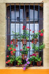 Potted plants against window of building