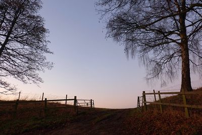 Trees against sky