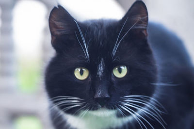 Close-up portrait of black cat