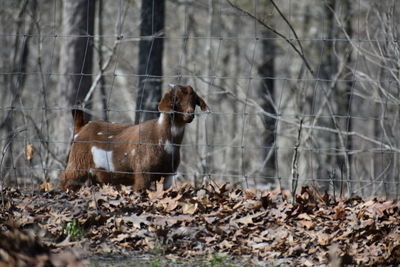 Goat standing in a forest