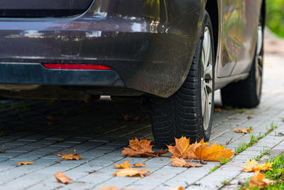 Autumn leaves on street