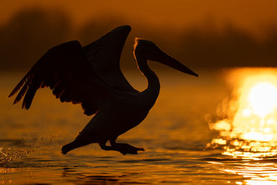 Close-up of bird flying over lake