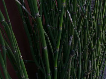 Close-up of succulent plant