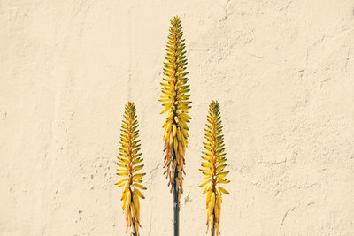 Close-up of yellow flowering plant against wall