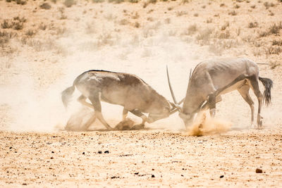 Side view of antelopes fighting at desert