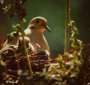 Close-up of bird perching on nest