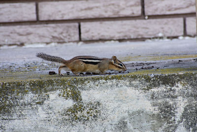 Side view of squirrel in water