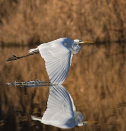 View of a bird flying over lake