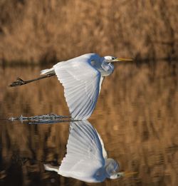 Bird flying over lake