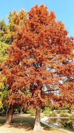 Low angle view of trees against sky during autumn