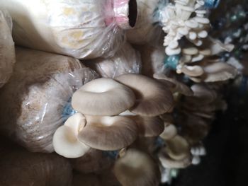 High angle view of mushrooms