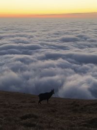 Chamois standing on land against sky during sunset