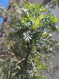 Close-up of leaves on tree