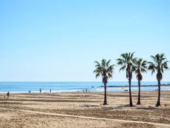 Palm trees on beach against clear sky