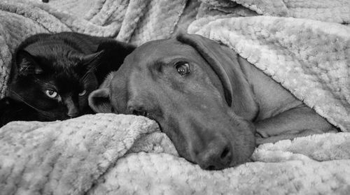 Close-up of dog lying down