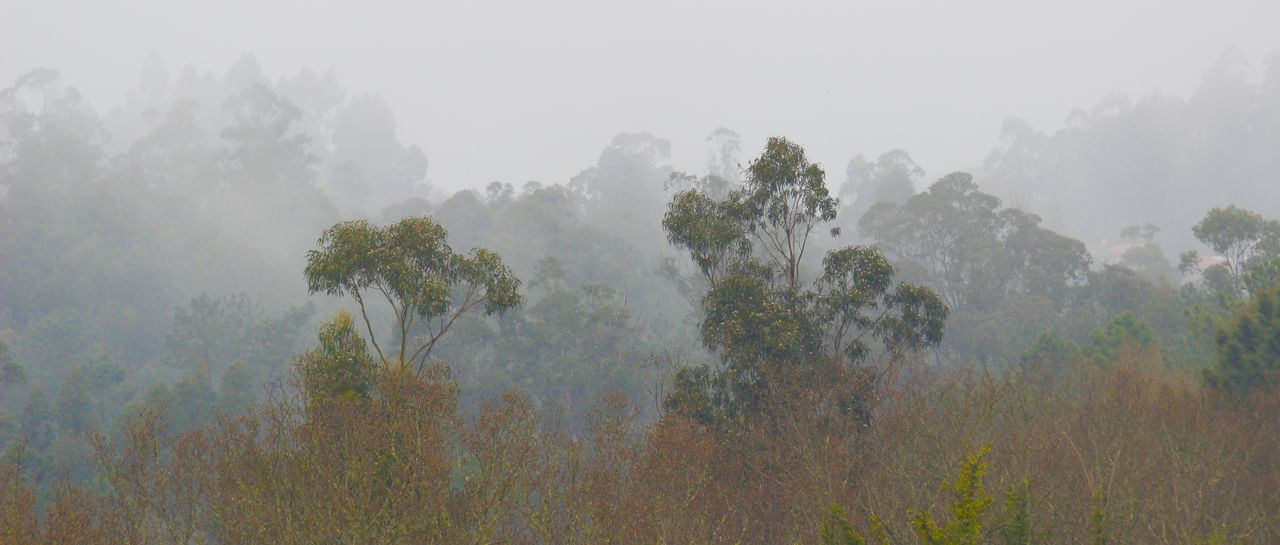 tree, plant, fog, tranquility, beauty in nature, tranquil scene, nature, environment, growth, day, no people, scenics - nature, outdoors, non-urban scene, sky, forest, idyllic, land, landscape, hazy