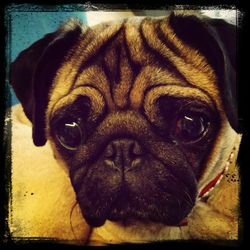 Close-up of dog