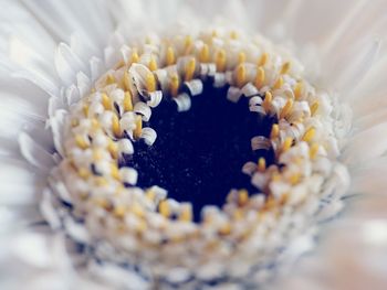 Close up of flower