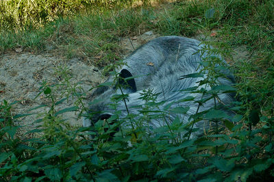 High angle view of cat on land