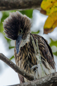 Close-up of owl perching