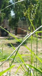 Close-up of grass against trees