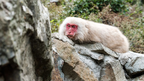A snow monkey that just open his eyes from a nap, lying on a rock, looking forward...