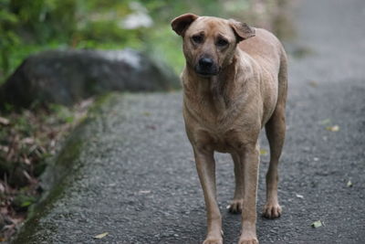 Portrait of dog standing on footpath