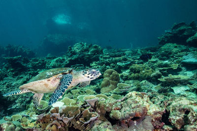 Swimming sea turtle at koh has thailand