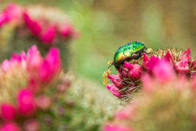 Close-up of insect on pink flower