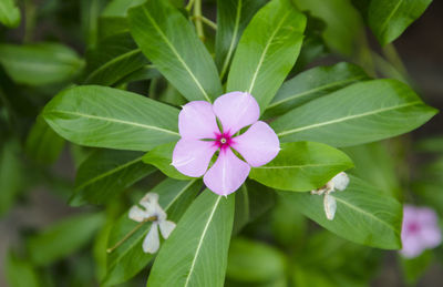 Close-up of pink flowering plant