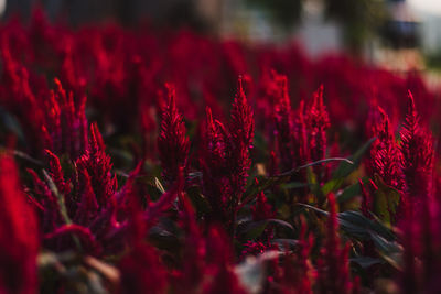 Close-up of red flowering plant