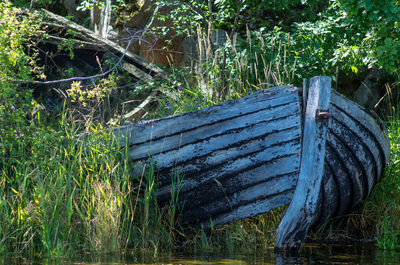 Plants growing on field