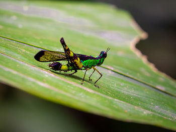 Grasshopper - erianthella formosana in gunung gading national park