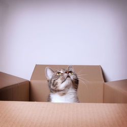 Cat in cardboard box against wall