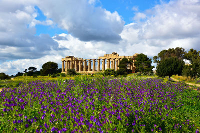 Purple flowers against sky