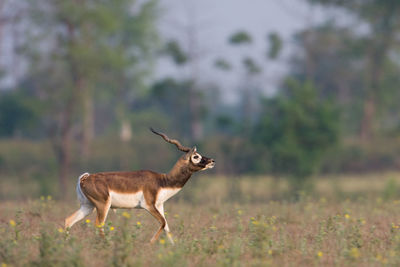 Side view of deer standing on field