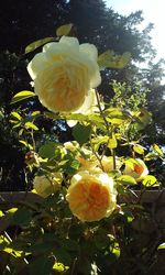 Close-up of yellow rose flower