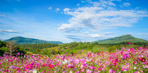 Scenic view of pink flowering plants against sky