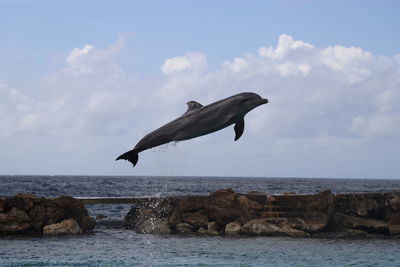 Dolphin jumping in sea against sky