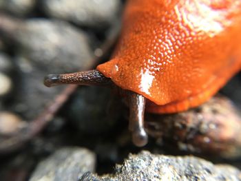 Close-up of orange lizard