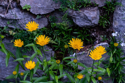 Close-up of yellow flowering plants