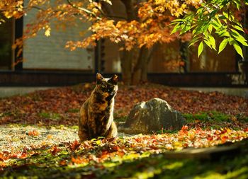 A tortoiseshell