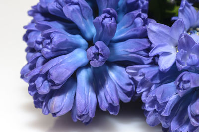 Close-up of purple hydrangea flowers