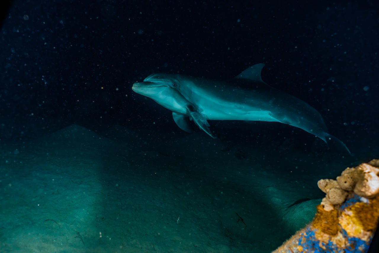 VIEW OF FISH UNDERWATER