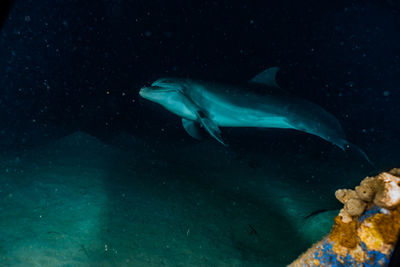 Fish swimming in sea