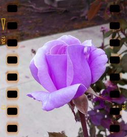 Close-up of flowers against blurred background