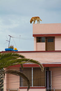 Bird perching on built structure against sky