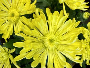 Close-up of yellow flowering plant