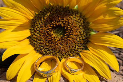 Close-up of sunflower